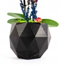 Geometrik Mini Orkide
